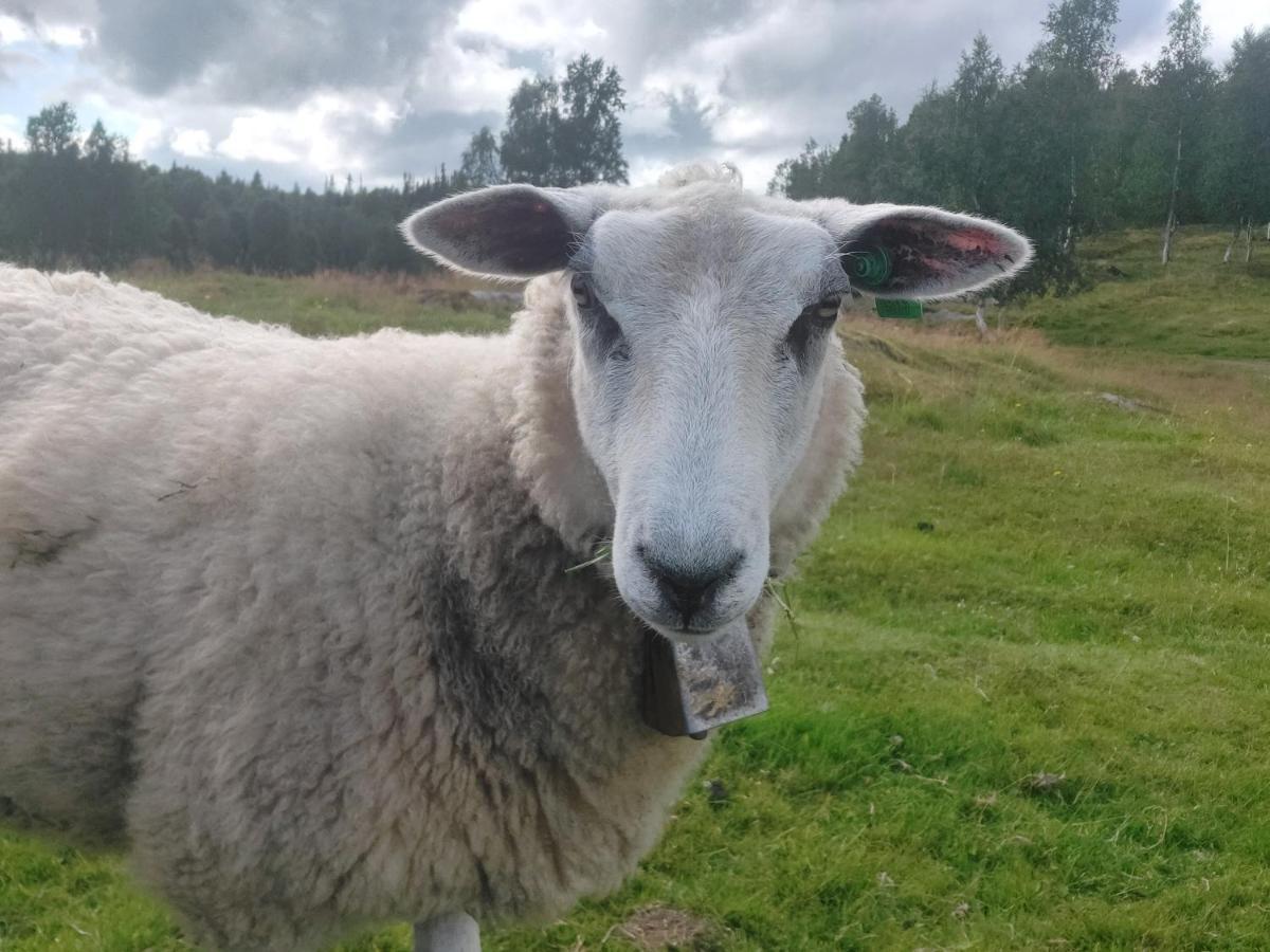 Villmarksgard Tommerstue Hattfjelldal Kültér fotó